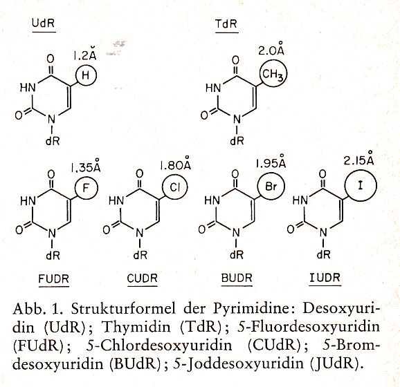 Pyrimidine